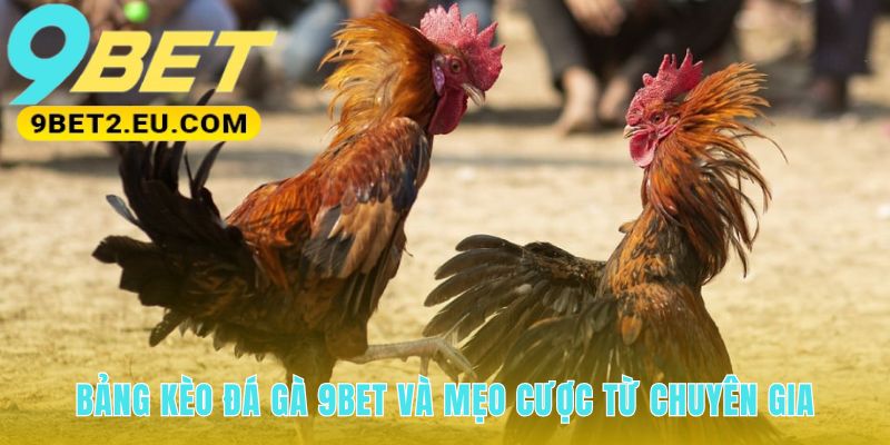 Bảng kèo đá gà 9bet và mẹo xem tướng kê để chọn cược