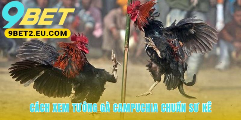 Xem tướng gà Campuchia qua thần thái và dáng đứng oai vệ