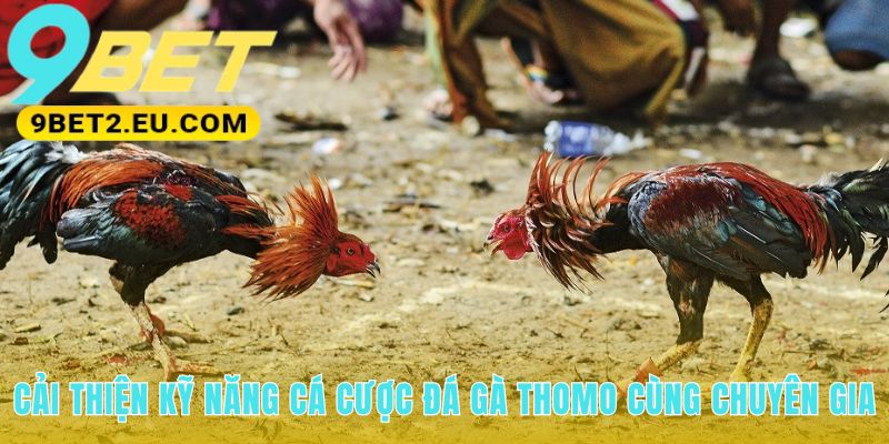 Trau dồi kỹ năng cá cược đá gà Thomo cùng các chuyên gia