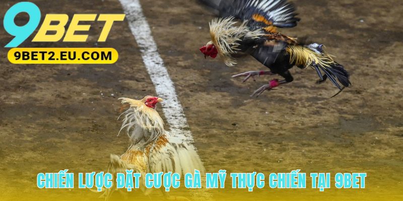 Chiến lược cược đá gà Mỹ dựa trên lối đánh và loại cựa