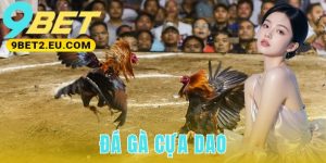 Đá gà cựa dao