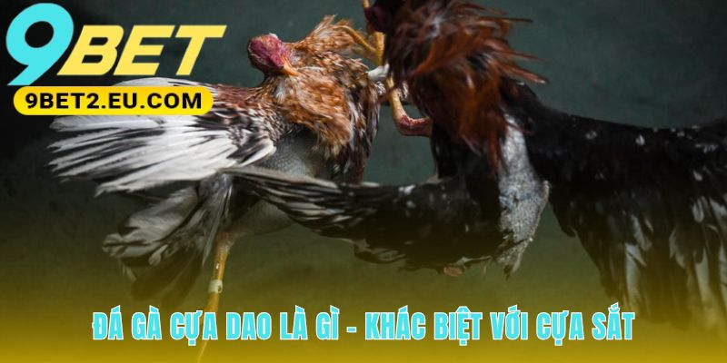 Đá gà cựa dao khác biệt bởi vũ khí và tốc độ trận đấu