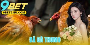 Đá Gà Thomo