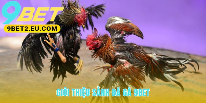 Sảnh cược vận hành trên công nghệ streaming không độ trễ