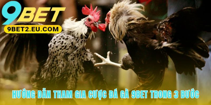 Hướng dẫn tham gia cược đá gà 9bet qua ba bước đơn giản