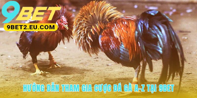 Hướng dẫn cược đá gà từ xem lịch đến nhận hoàn trả