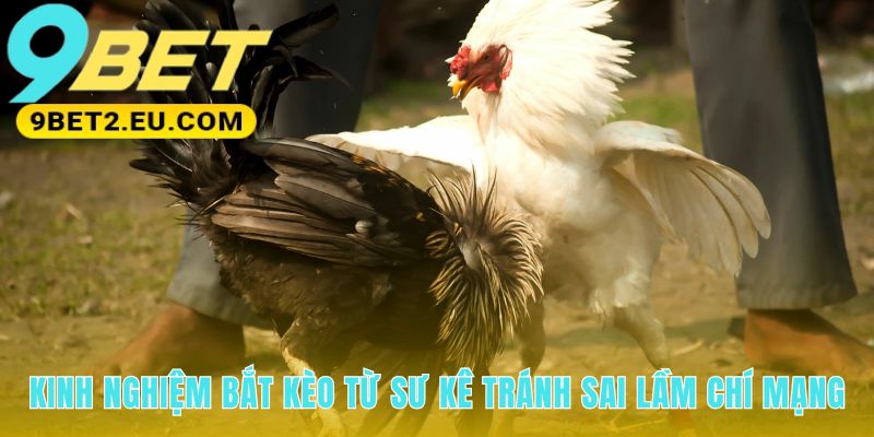 Kinh nghiệm đá gà cựa dao né các sai lầm người mới hay gặp