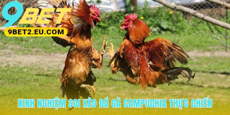 Soi kèo đá gà Campuchia cần phân biệt lối đấu Gà Nòi Gà Tre