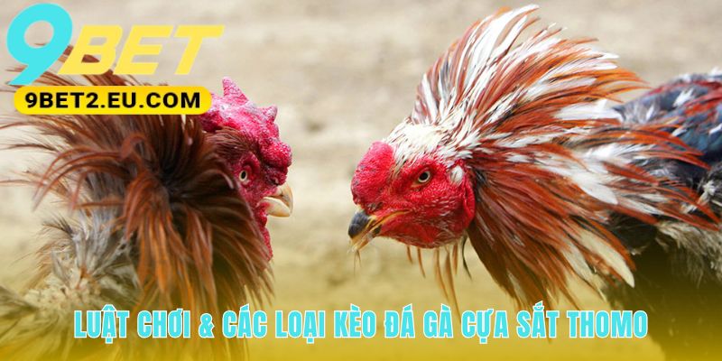 Luật đá gà cựa sắt giải thích ba cửa cược Meron Wala BDD