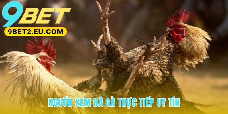 Xem đá gà trực tiếp sắc nét và ổn định tại nhà cái 9bet
