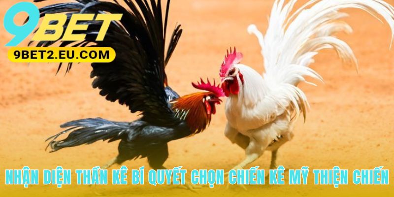 Chọn chiến kê đá gà Mỹ qua tướng mạo và đặc tính dòng