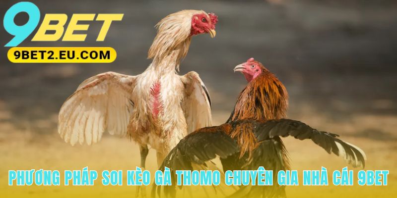 Soi kèo đá gà cựa sắt qua phân tích tướng mạo và thần thái