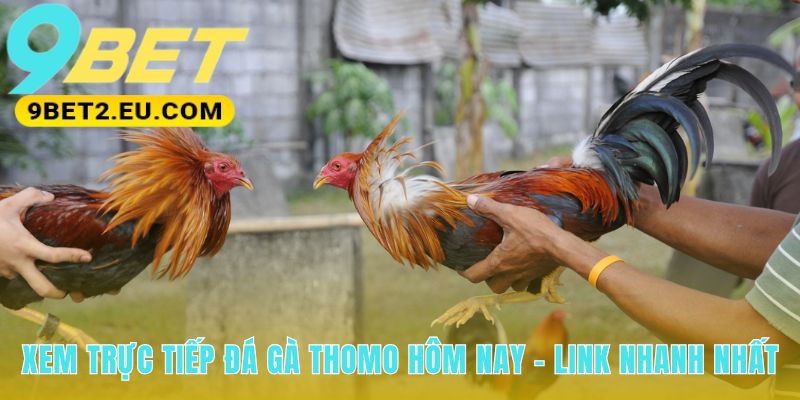 Xem đá gà Thomo live với đường truyền ưu tiên không độ trễ